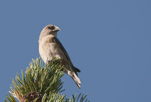 Red Crossbill 
&copy; Fran�ois Granja