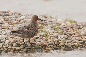 Red Knot