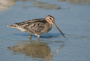 Common Snipe
