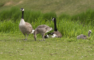 Canada Goose