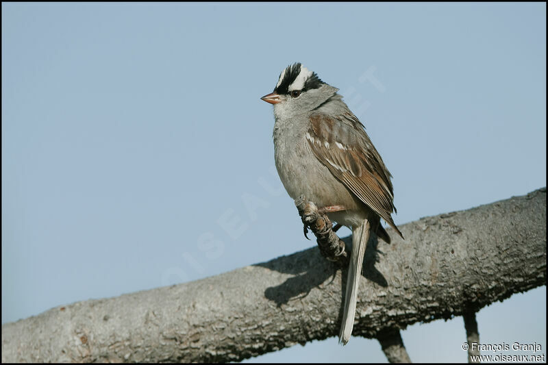 White-crowned Sparrowadult