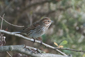 Common Reed Bunting 
&copy; Fran�ois Granja
