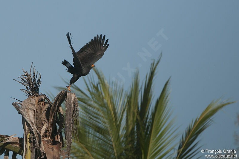 Common Black Hawk (subtilis)adult