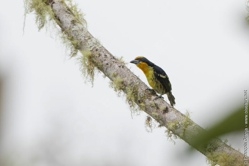 Gilded Barbet male