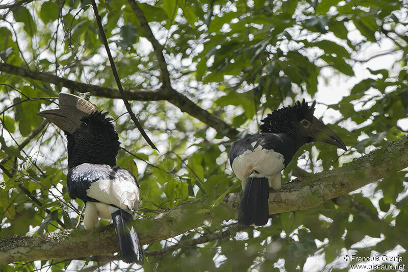 Black-and-white-casqued Hornbill adult