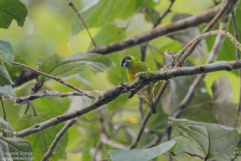 Green-and-gold Tanageradult, habitat