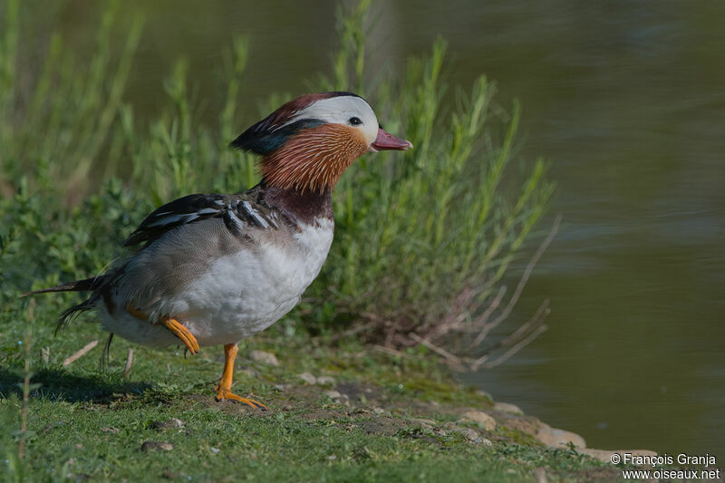 Mandarin Duck male
