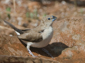African Silverbill