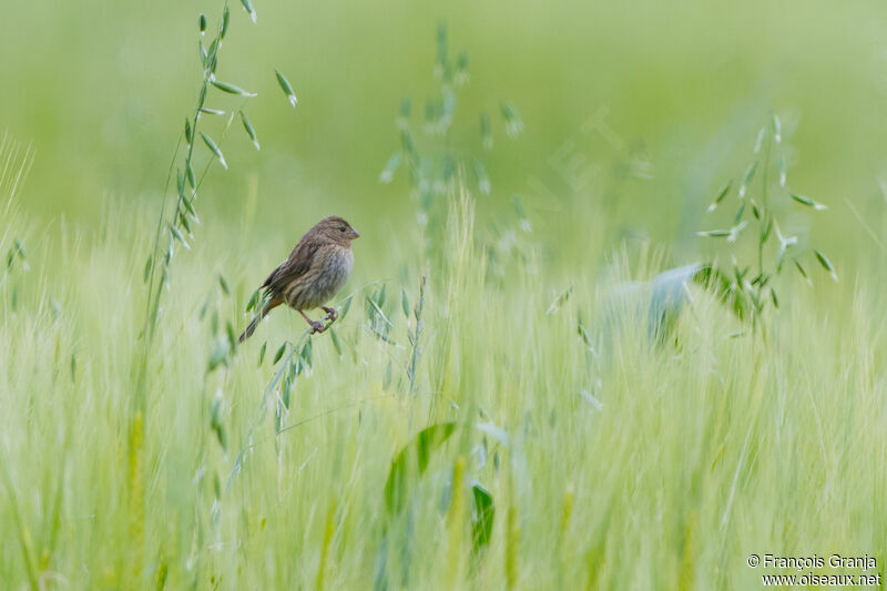 Plain-colored Seedeater female