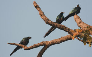 Choucador � longue queue