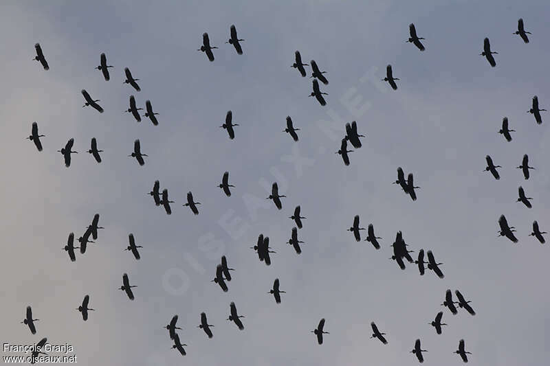 Abdim's Stork, Flight, Behaviour