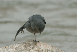 American Dipper