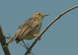 Rattling Cisticola