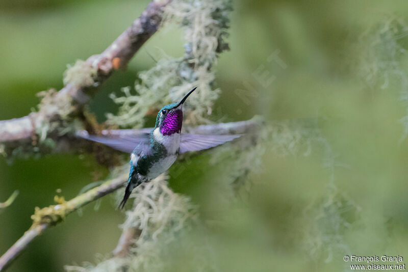 Colibri de Mulsant mâle