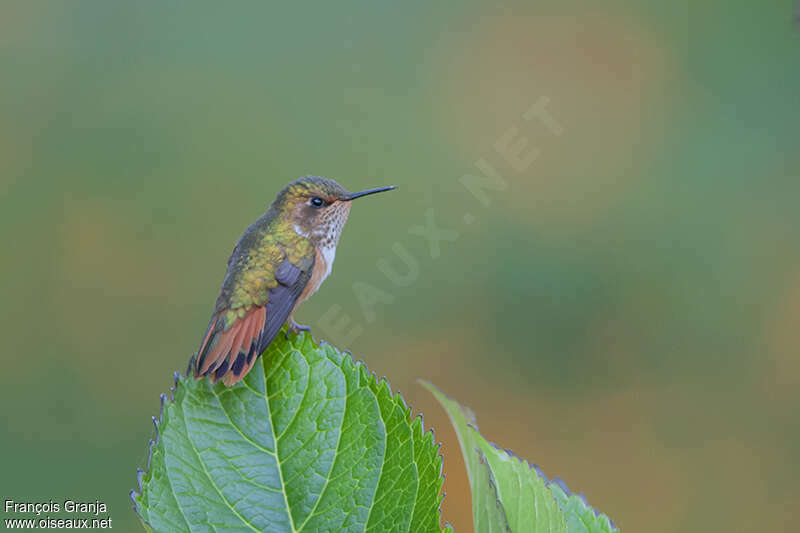 Scintillant Hummingbird female adult, pigmentation