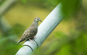 Common Ground Dove