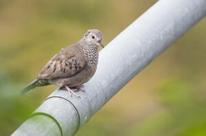 Common Ground Dove