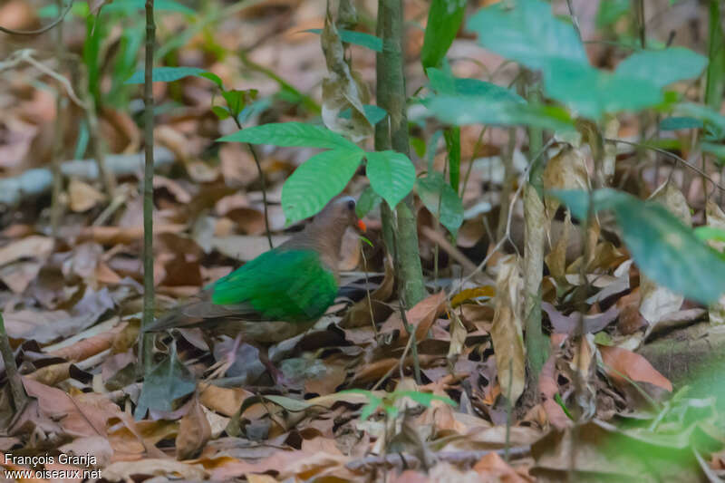 Common Emerald Doveadult, camouflage