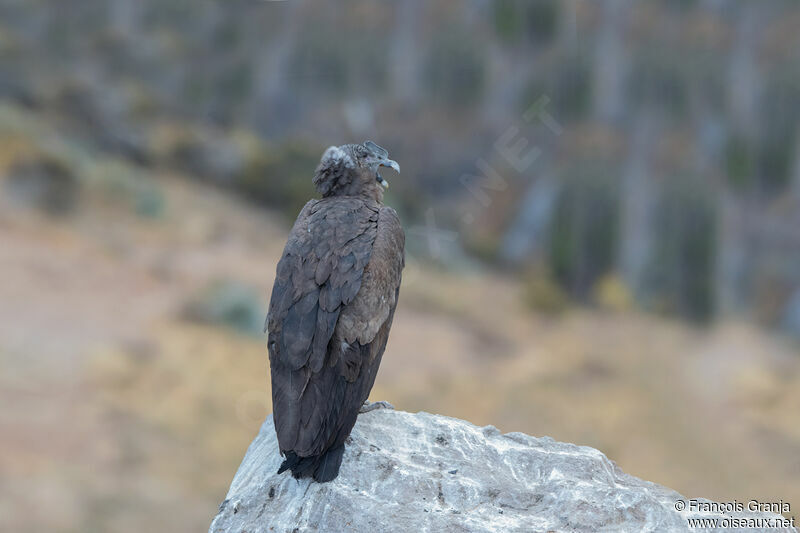 Andean Condorimmature