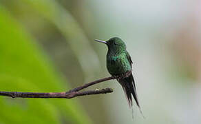 Green Thorntail