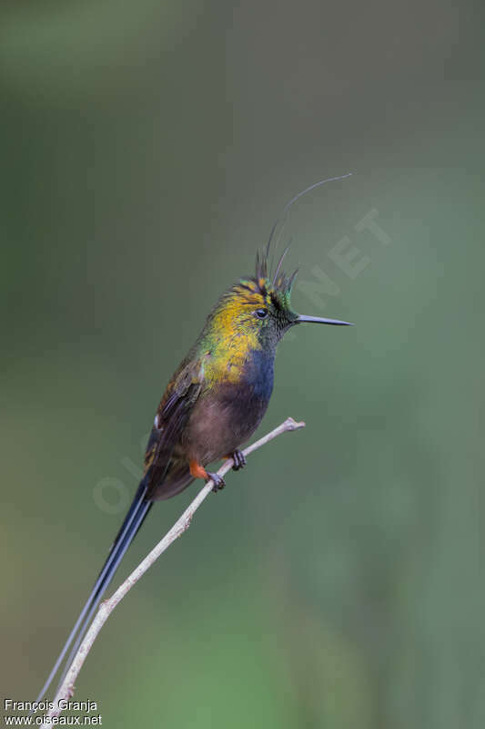 Wire-crested Thorntail male, identification