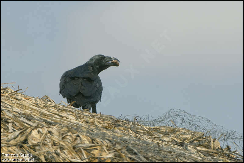 Corbeau à queue courteadulte, mange