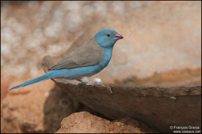 Blue-capped Cordon-bleu male