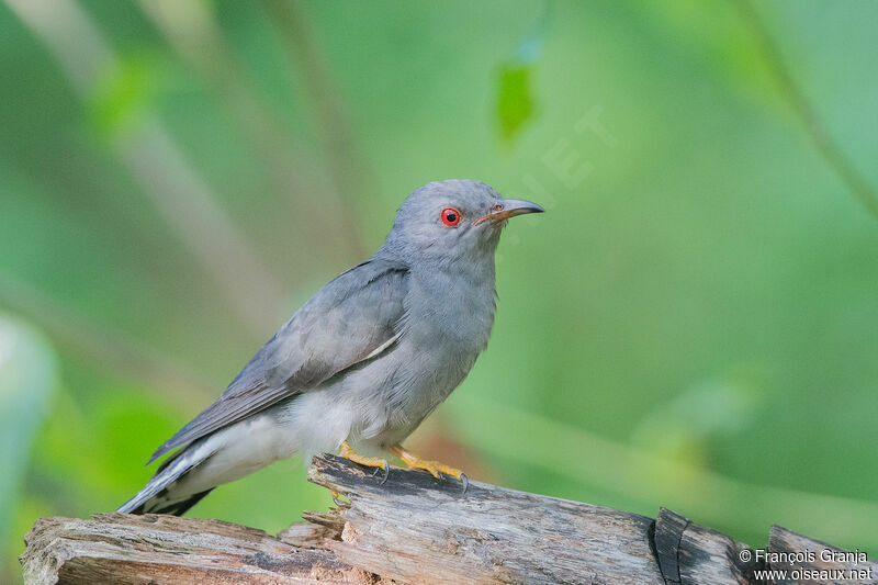 Grey-bellied Cuckoo