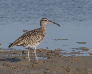 Eurasian Curlew 
&copy; Fran�ois Granja