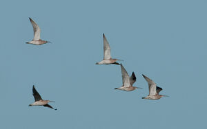 Eurasian Curlew 
&copy; Fran�ois Granja