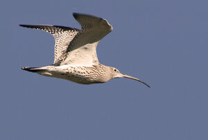 Eurasian Curlew 
&copy; Fran�ois Granja
