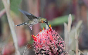 Pale-tailed Barbthroat