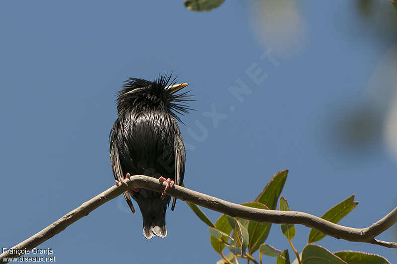 Spotless Starling male adult breeding, aspect, Behaviour