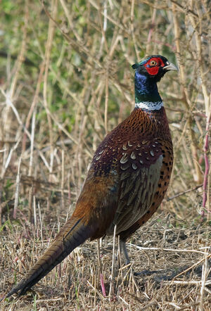 Common Pheasant