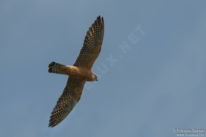 Red-footed Falcon female