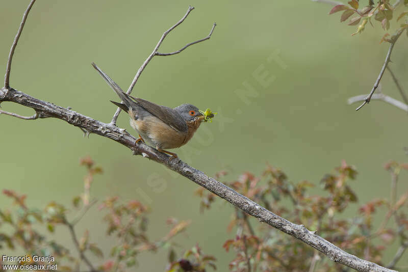 Subalpine Warbler male adult breeding, feeding habits, fishing/hunting