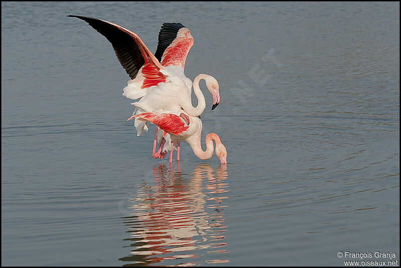 Greater Flamingo , Behaviour