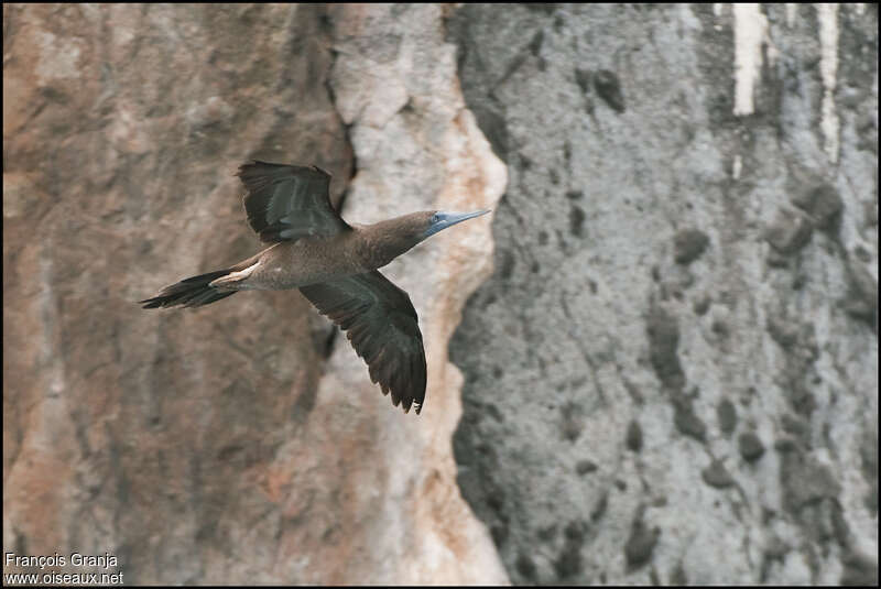 Brown Booby male juvenile, Flight
