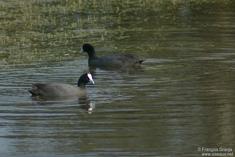 Red-knobbed Cootadult