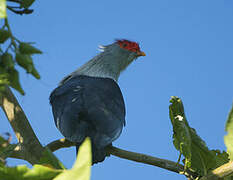 Seychelles Blue Pigeon
