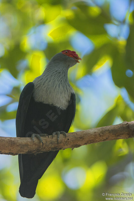 Seychelles Blue Pigeon male adult