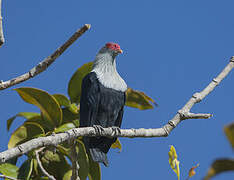 Seychelles Blue Pigeon
