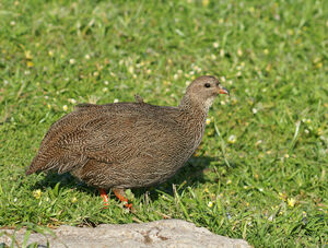 Cape Spurfowl