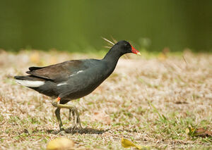 Gallinule d'Amérique