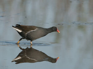 Common Moorhen