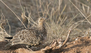 Black-faced Sandgrouse