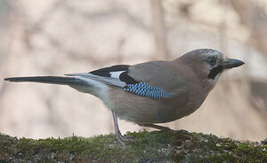 Eurasian Jay 
&copy; Fran�ois Granja