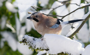 Eurasian Jay 
&copy; Fran�ois Granja