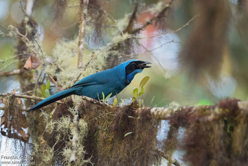 Turquoise Jayadult, habitat, feeding habits, eats