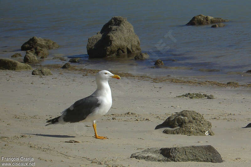 Yellow-footed Gull, identification